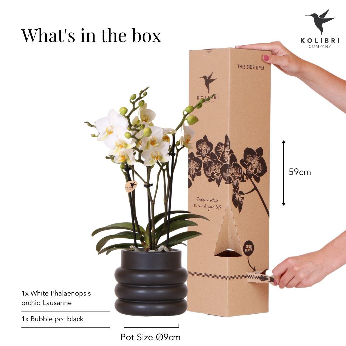 Weiße Phalaenopsis-Orchidee 'Lausanne' – Zimmerpflanze mit 2–3 Blütenstielen – Ø9cm – inkl. schwarzer Bubble-Keramiktopf – Edle Orchidee für Wohnzimmer, Büro & Geschenke 