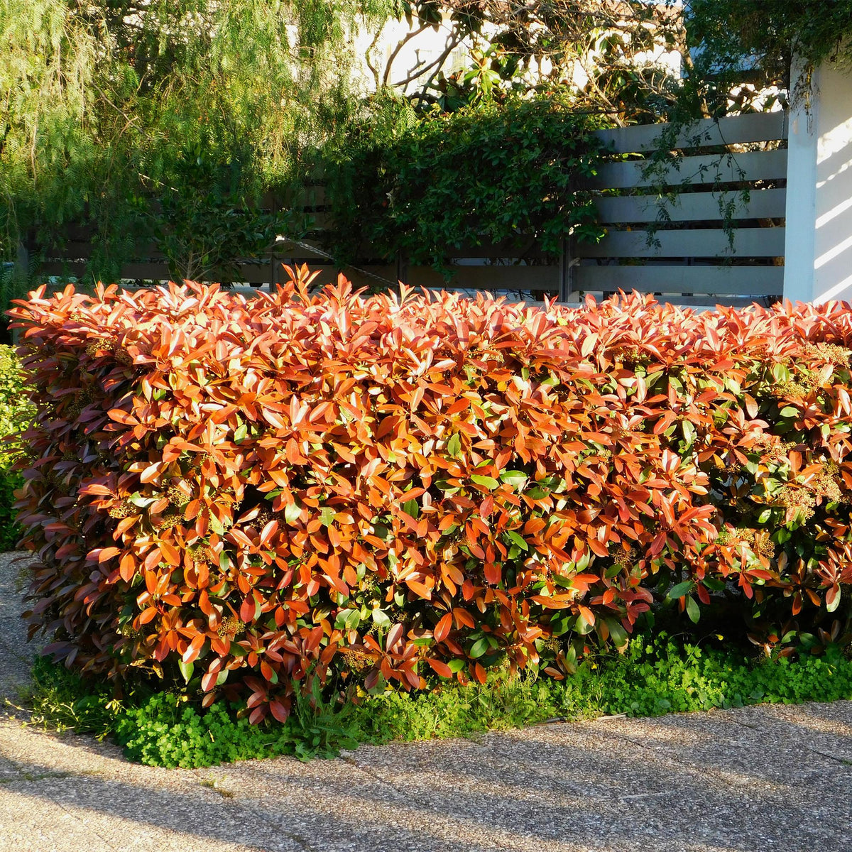 GreenboutiQ - Heckenpflanzen - Photinia Little Red Robin - Blatt Rot - 8 Pflanzen - 1 Laufmeter - Immergrün - Topf 9cm Höhe 30-35cm 