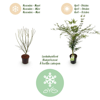 Green boutiQ - Gartenpflanze - Acer palmatum Emerald Lace - Japanischer Ahorn - Laubabwerfend - Grün - 1 - Topf 26cm - Höhe 90cm 
