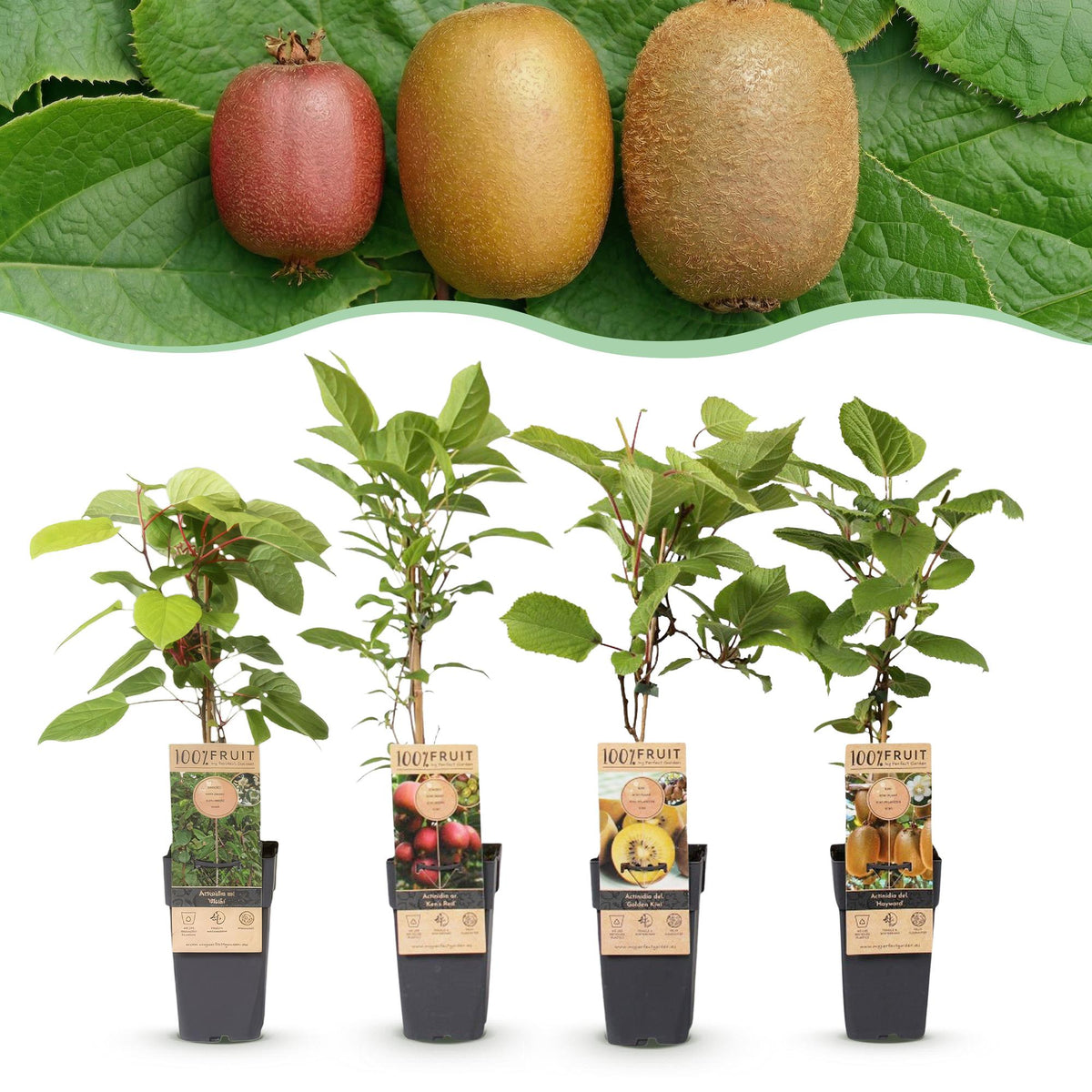 Green boutiQ - Fruit Plant - Actinidia Weiki & Hayward, Ken's Red, Golden Kiwi - Kiwi Plant - 1 Male - 3 Female - Plants - Green-Red-Yellow - Pot 15cm - Height 50cm 