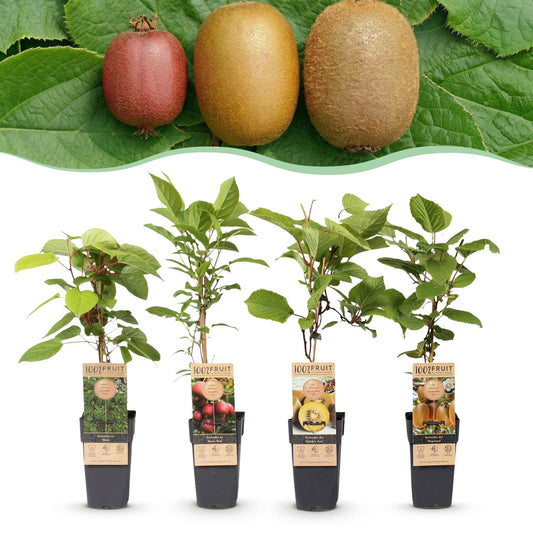 Green boutiQ - Fruit Plant - Actinidia Weiki & Hayward, Ken's Red, Golden Kiwi - Kiwi Plant - 1 Male - 3 Female - Plants - Green-Red-Yellow - Pot 15cm - Height 50cm 