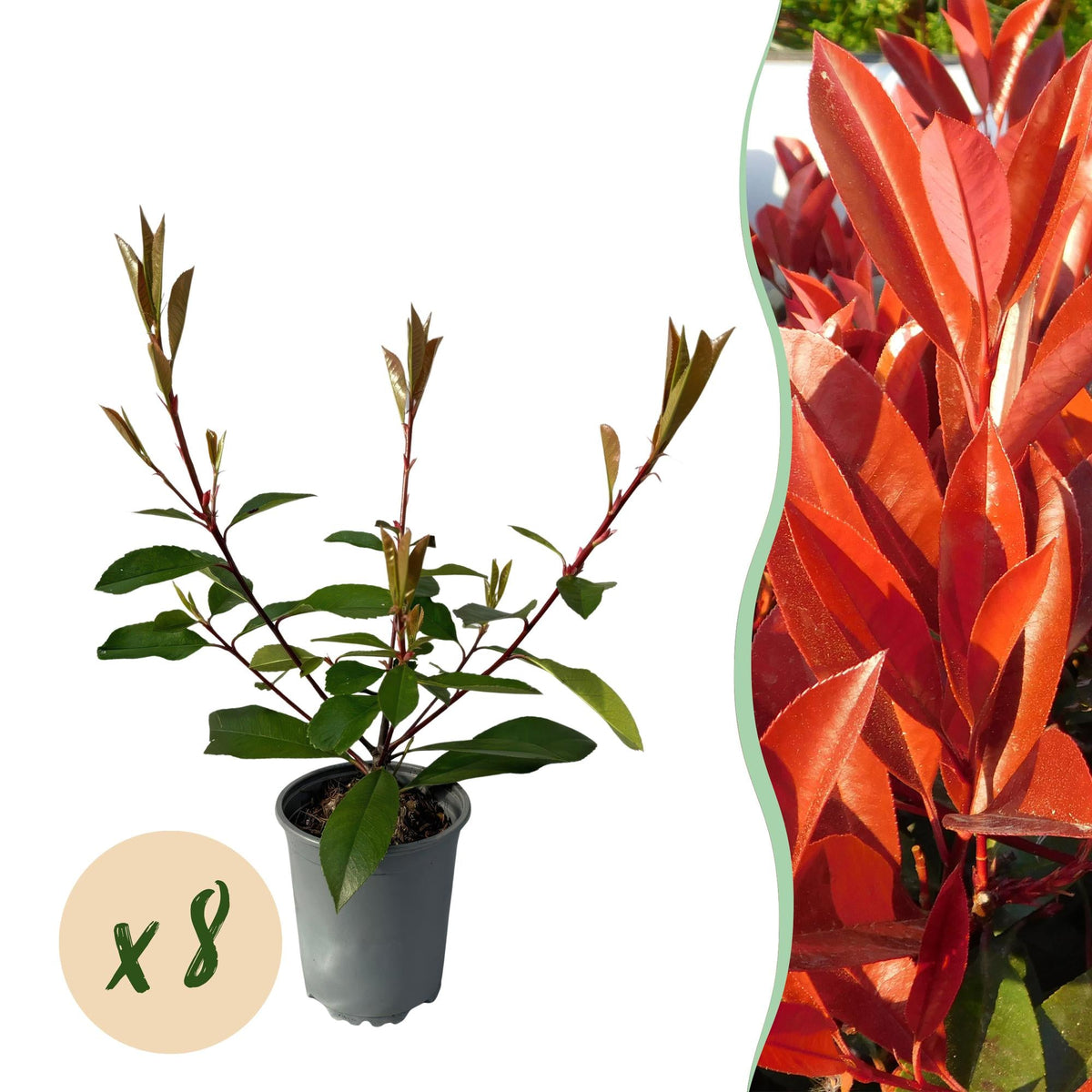Frasers Glanzmispel – Photinia fraseri Red Robin – Heckenpflanze – Blatt rot grün – 8 Pflanzen – 1 laufender Meter – immergrün – 9cm Höhe 30-35cm 