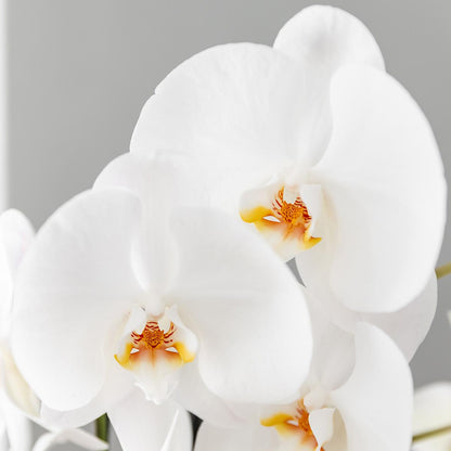 Kolibri Orchids | Scandic Copper Übertopf Ø12cm mit weißer Niagara Falls Orchidee – frisch vom Züchter 