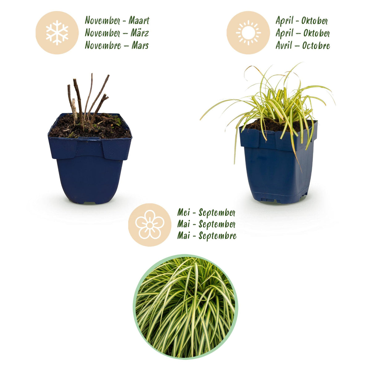 Segge 'Evergold' – Carex oshimensis 'Evergold' – 6 Pflanzen – Topf Ø11cm – Staude für Garten & Balkon – Ansicht 4