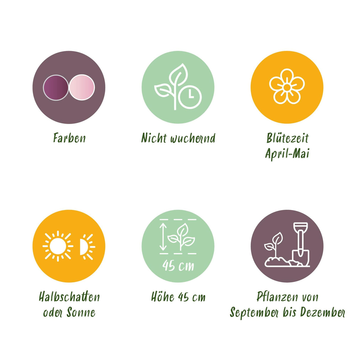 GreenboutiQ - Blumenzwiebeln - Tulp Macron mix - Verschiedene Farben - 12 Stück - Zwiebelgröße 11/12 - XXL Pack 