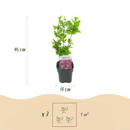 Garteneibisch Hibiscus syriacus Woodbridge – Strauch – Blüte Rosa – Laubabwerfend – Pflegeleicht – 17cm Höhe 45cm – Für Garten & Terrasse 