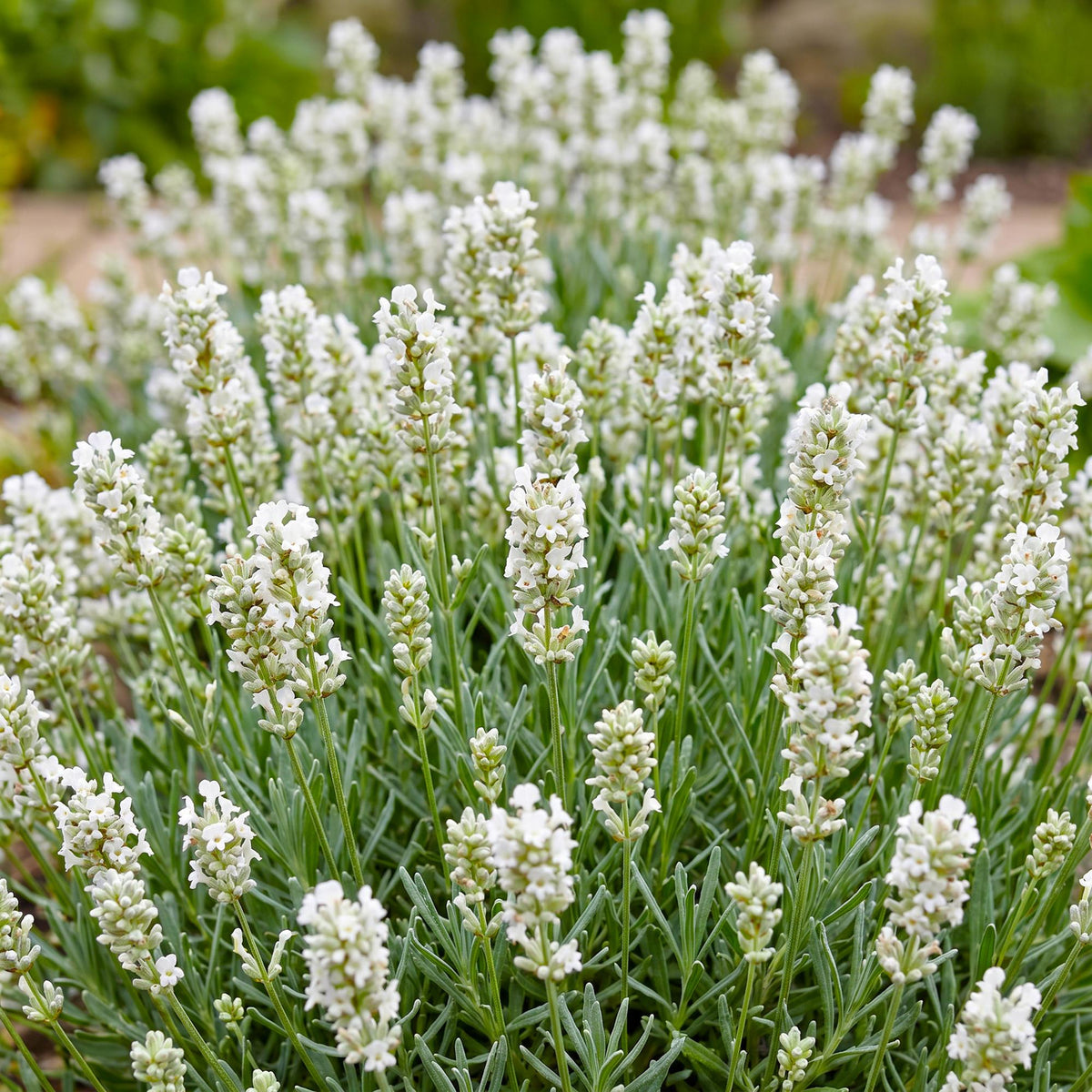 Lavendel 'Hidcote' – Lavandula angustifolia 'Hidcote' – 6 Pflanzen – Topf Ø11cm – Ansicht 5