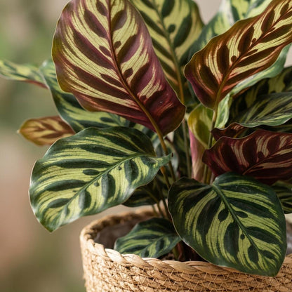 Calathea Makoyana Pfauen Korbmarante 70cm – Zimmerpflanze im Korb Ø19cm – dekorative Blattzeichnung in Grüntönen mit violetter Unterseite – pflegeleicht für Wohnung & Büro, ideal bei Halbschatten 