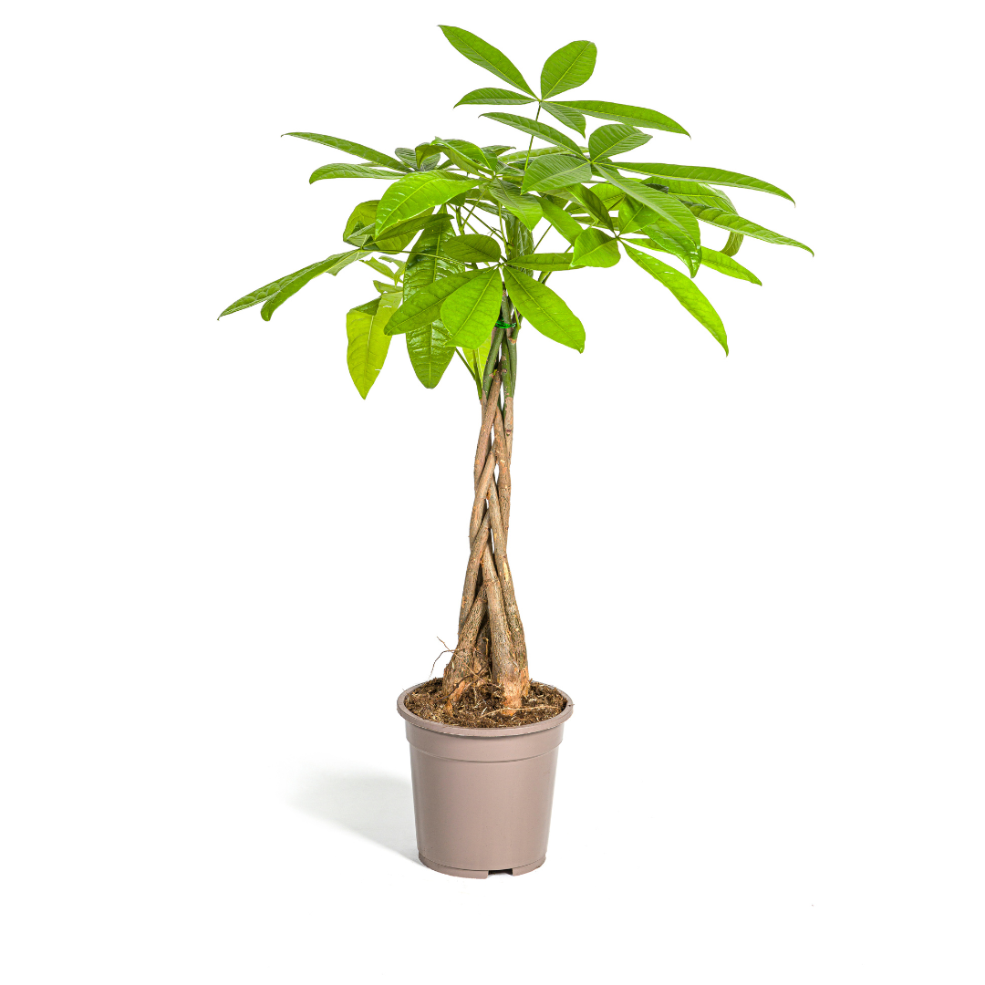Glückskastanie Pachira Aquatica – Zimmerpflanze – Ø19cm – 70-90cm hoch – Geflochtener Stamm – Exotisch & pflegeleicht 