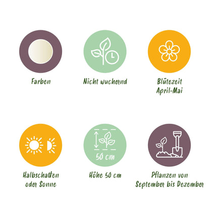 GreenboutiQ - Blumenzwiebeln - Tulp Triumph White - Farbe Weiß - 15 Stück - Zwiebelgröße 11/12 - XXL Pack 