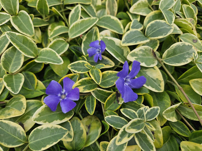 Kleinblättriges Immergrün Vinca minor 'Blue and Gold' – ↕10-25cm – Ø9cm – 6 Pflanzen – Wintergrüner Bodendecker mit goldgelbem Laub – Blau-lila Blüten – Für Beete & schattige Bereiche – Pflegeleicht & robust 