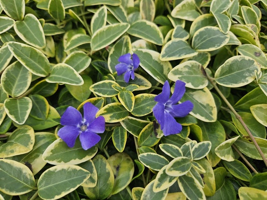 Kleinblättriges Immergrün Vinca minor 'Blue and Gold' – ↕10-25cm – Ø9cm – 6 Pflanzen – Wintergrüner Bodendecker mit goldgelbem Laub – Blau-lila Blüten – Für Beete & schattige Bereiche – Pflegeleicht & robust 