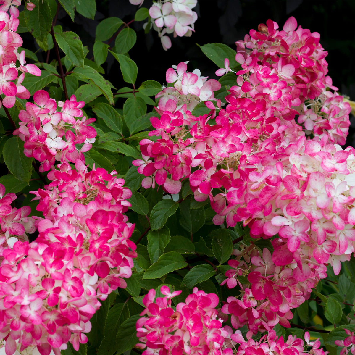 Rispenhortensie – Hydrangea panniculata Pink Diamond – Blüte Weiß-Rosa – Laubabwerfend – Große Blüten – 17cm – Höhe ca. 50cm 