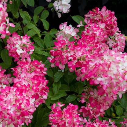 Rispenhortensie – Hydrangea panniculata Pink Diamond – Blüte Weiß-Rosa – Laubabwerfend – Große Blüten – 17cm – Höhe ca. 50cm 