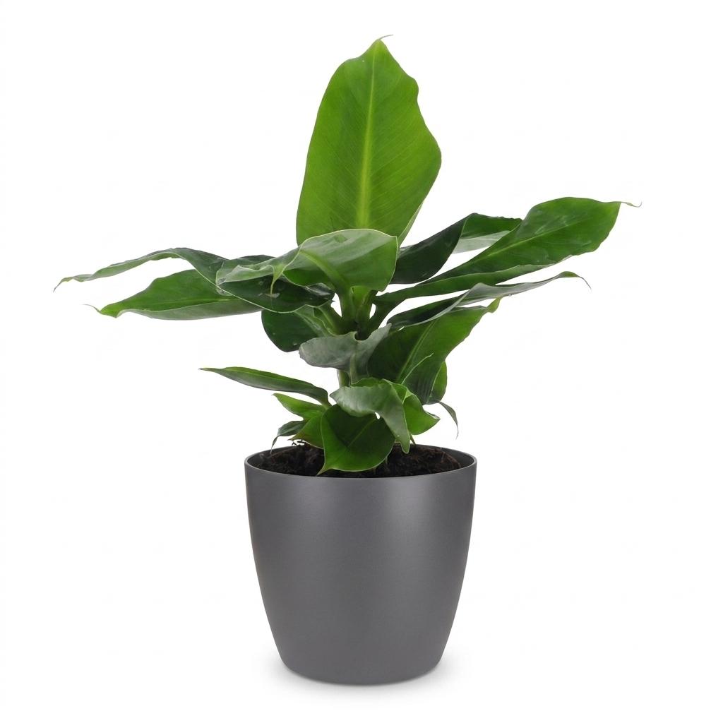 Orientalische Zwergbanane – Musa 'Oriental Dwarf' – Topf Ø12cm – Höhe 30cm – mit grauem Dekotopf – Ansicht 2