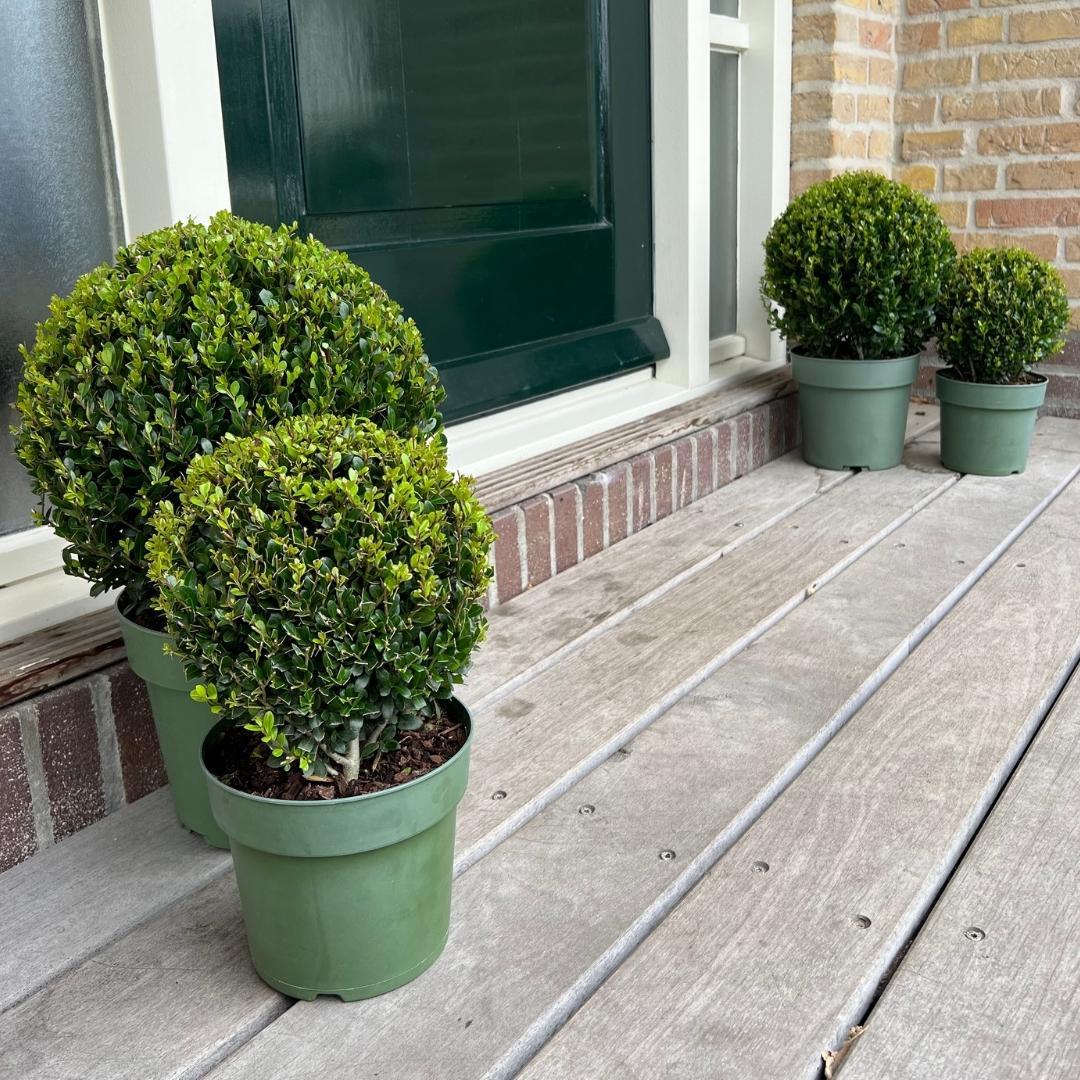 Ilex crenata 'Jenny' – Stechpalme Kugeln – Ø25cm – 2 Pflanzen – Buchsbaum-Alternative – Pflegeleichte & Winterharte Gartenpflanzen 