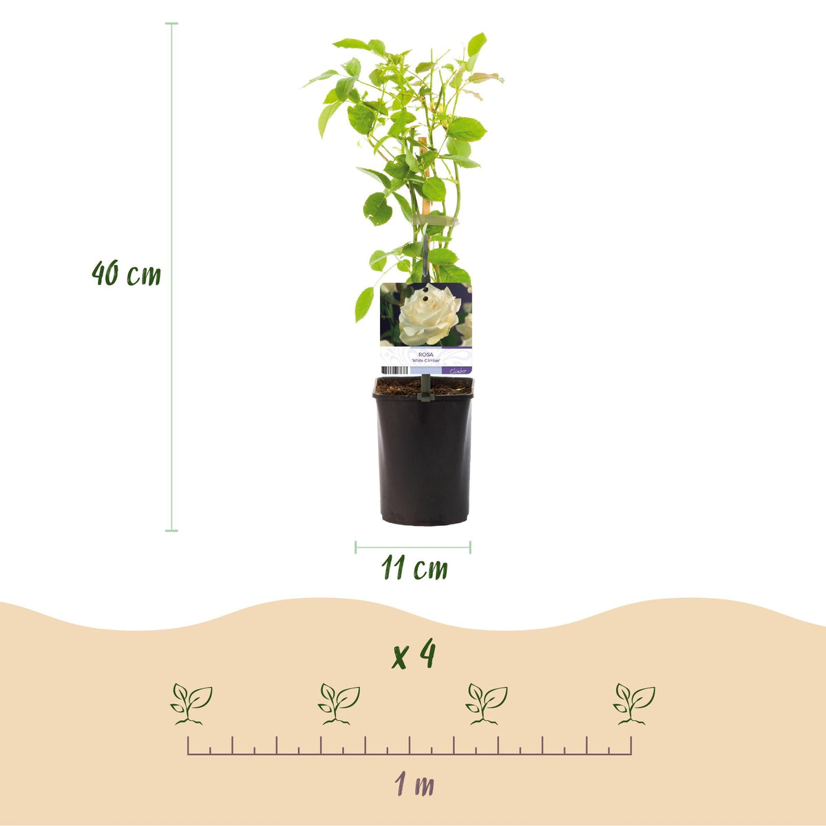 Kletterrose – Rosa White Climber – Blüte Weiß – 2 Pflanzen – Wenig Pflege – 11cm – Höhe ca. 40cm 