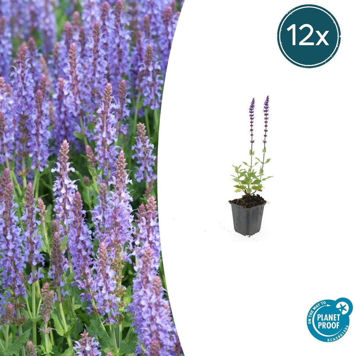 Blüten – Salbei Salvia nemorosa 'Caradonna' – ↕10-25cm – Ø9cm – 6 Pflanzen – Tiefviolett – Bienenfreundlich – Pflegeleicht – 