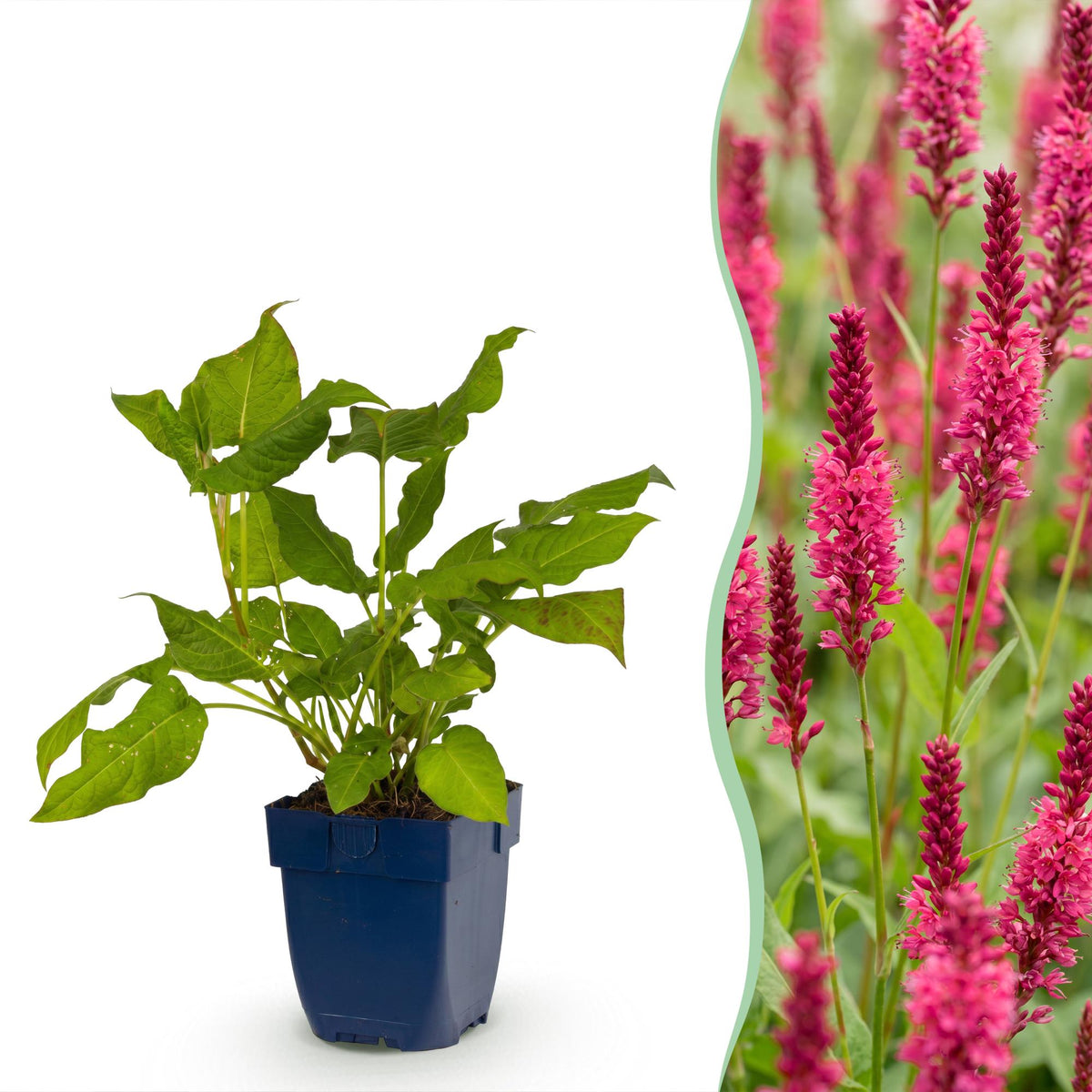 Knöterich – Persicaria amplexicaulis – Topf Ø11cm – Bienenfreundliche Staude für Garten & Balkon