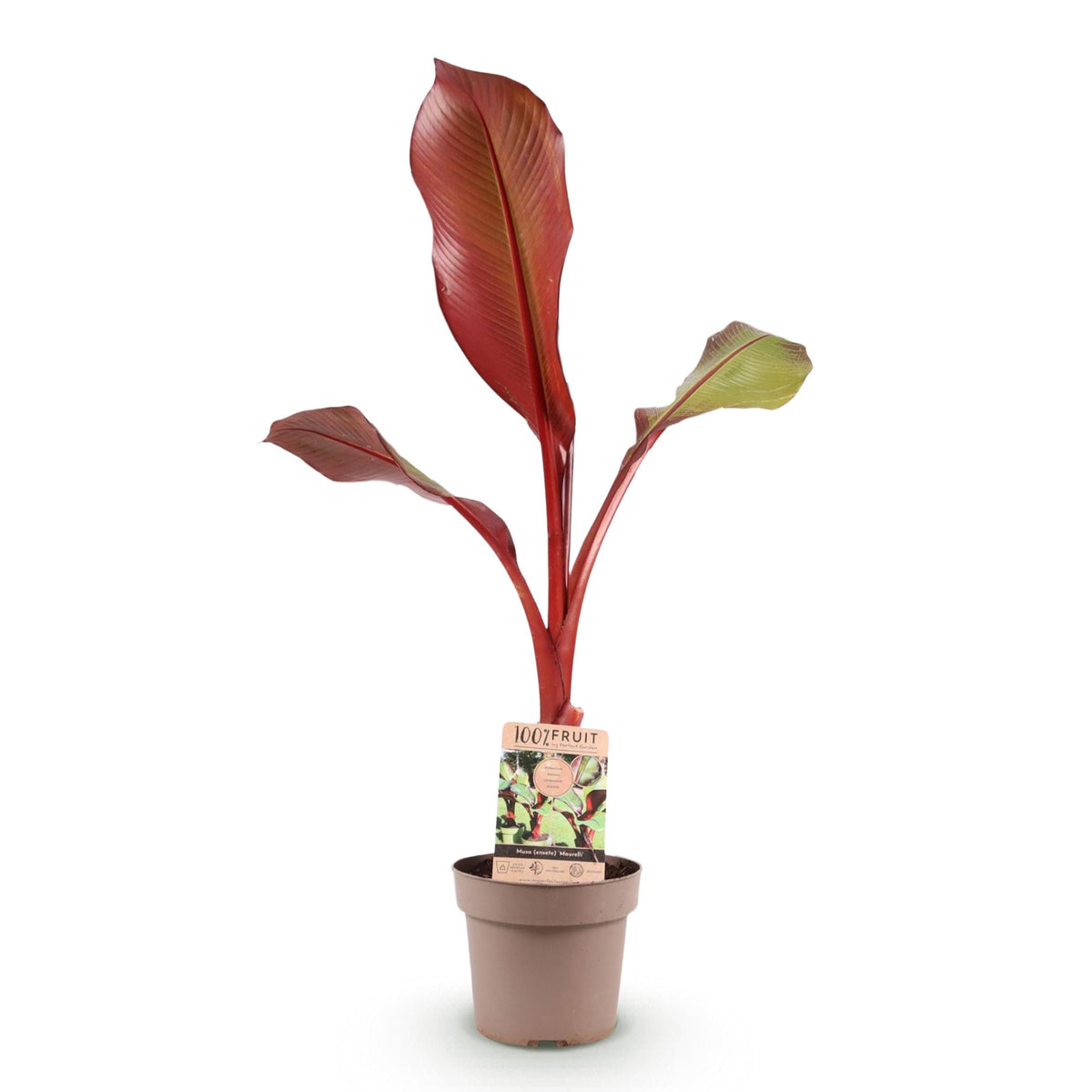 Green boutiQ - Obstpflanze - Musa ensete Maurelli - Bananenbaum - Winterhart - Rot-Grün - 1 Pflanzen - Topf 21cm - Höhe 70-90cm 