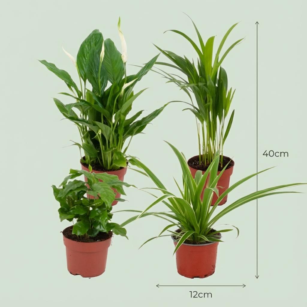 Luftreinigende Zimmerpflanzen – 4 Pflanzen – Ø12cm – Höhe 30–40cm – Pflanzen Mix für besseres Raumklima – Pflegeleicht & dekorativ 