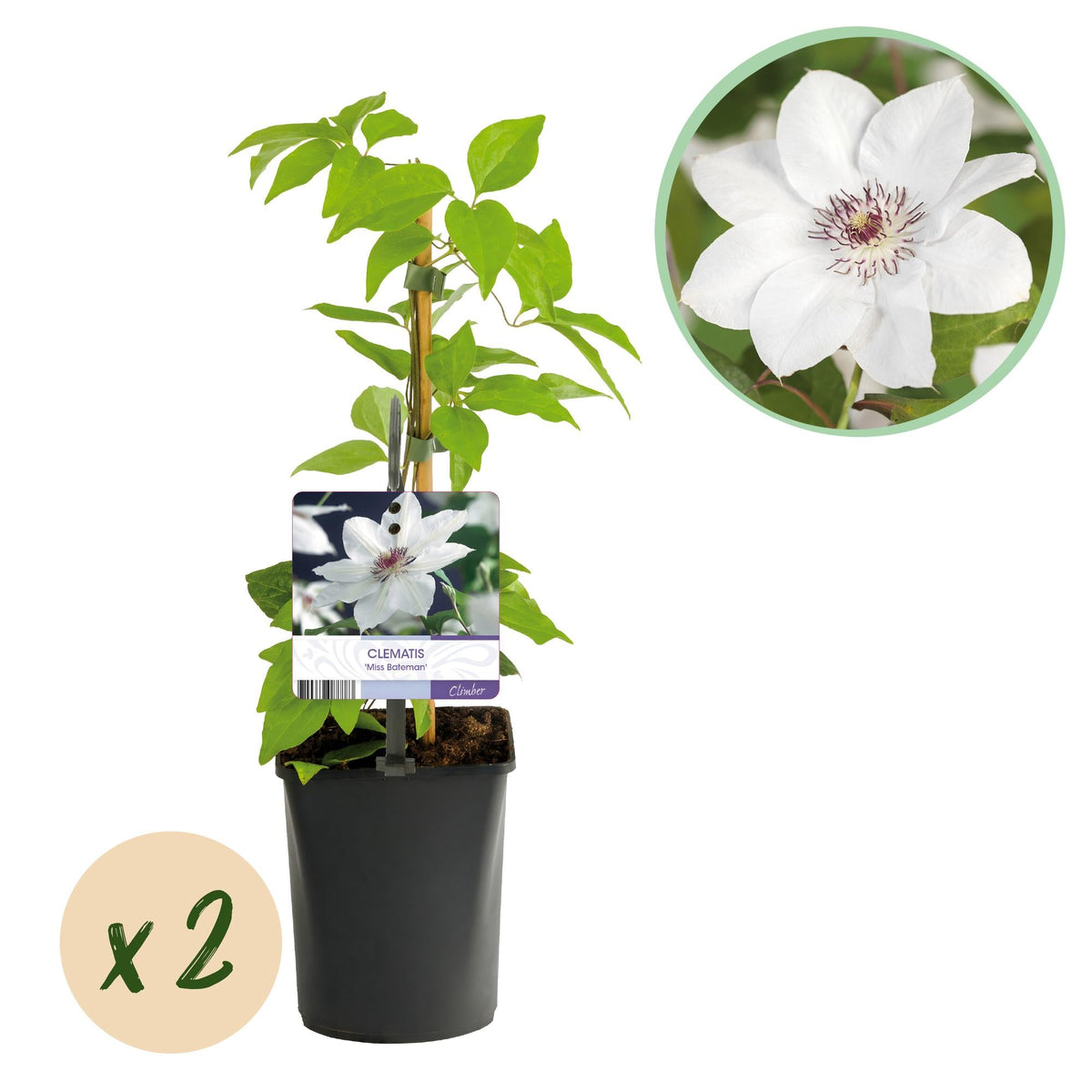 Kletterpflanze Clematis Miss Bateman – Rosa-Weiße Blüten – Wenig Pflege – 2 Pflanzen – 11 cm Höhe 40 cm – Für Garten, Terrasse & Pergolen 