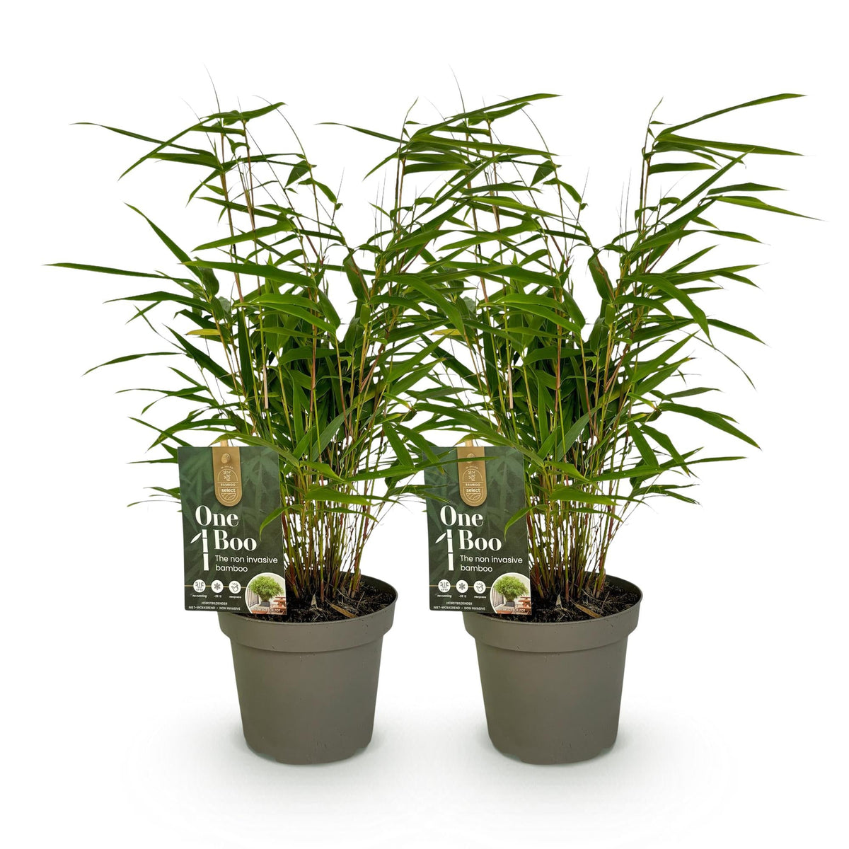 GreenboutiQ - Bambus - Fargesia rufa - Grün - 2 Pflanzen - Immergrün - Wuchernd- Topf 14cm Höhe 35cm 