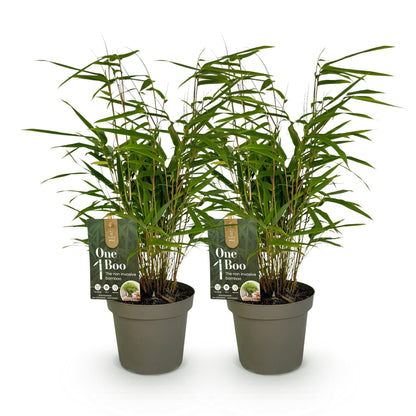 GreenboutiQ - Bambus - Fargesia rufa - Grün - 2 Pflanzen - Immergrün - Wuchernd- Topf 14cm Höhe 35cm 