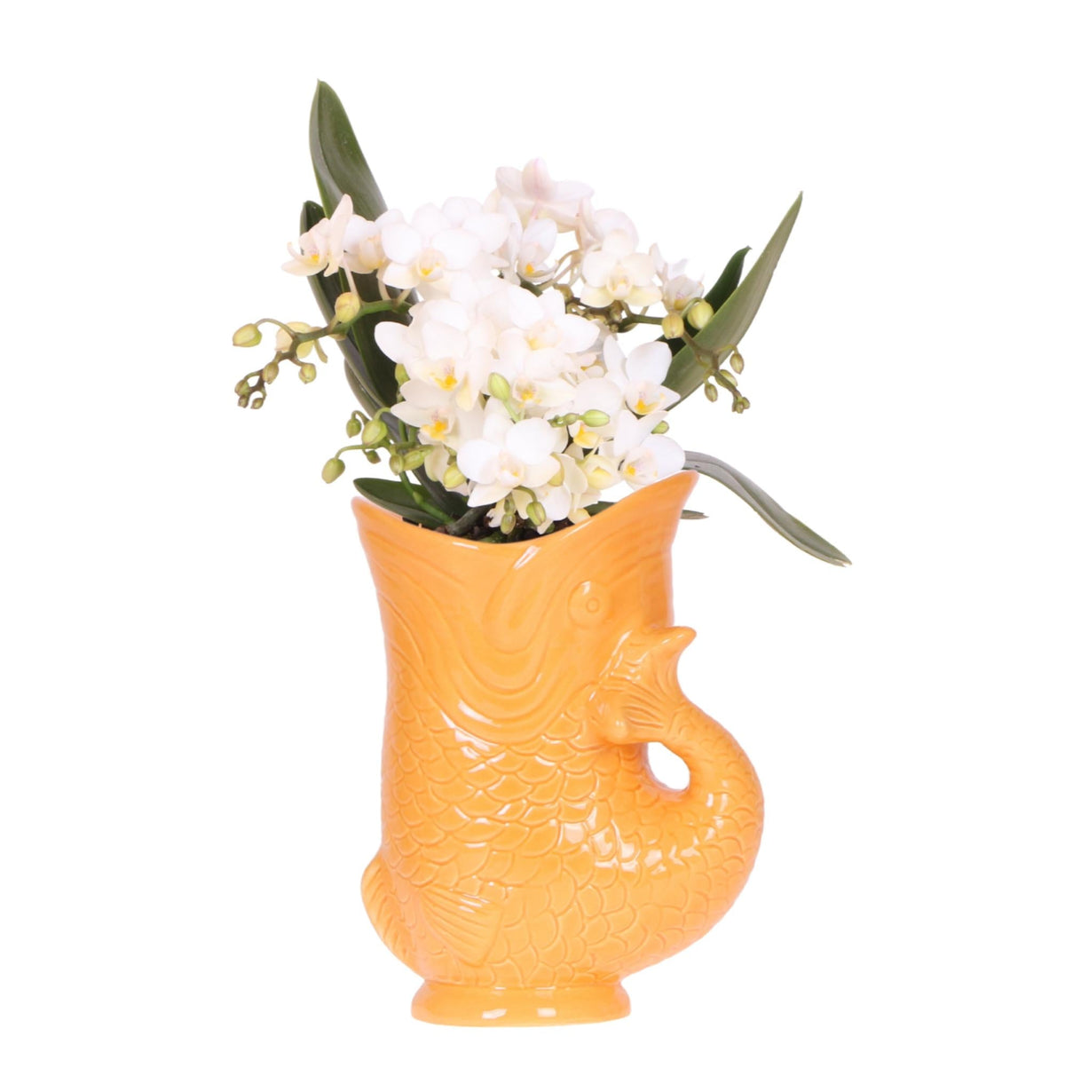 Weiße Orchidee Nazaré – Ø9 cm – Zimmerpflanze im sommerlichen Fischtopf Orange – Elegante Blüten für Wohnzimmer & Esstisch 