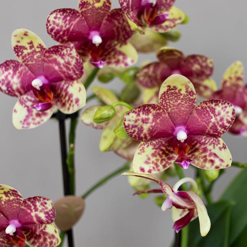 Kolibri Orchids | Orange-Gelbe Phalaenopsis-Orchidee Topfgröße Ø9cm | Grosseto | Blühende Zimmerpflanze – Frisch vom Züchter 