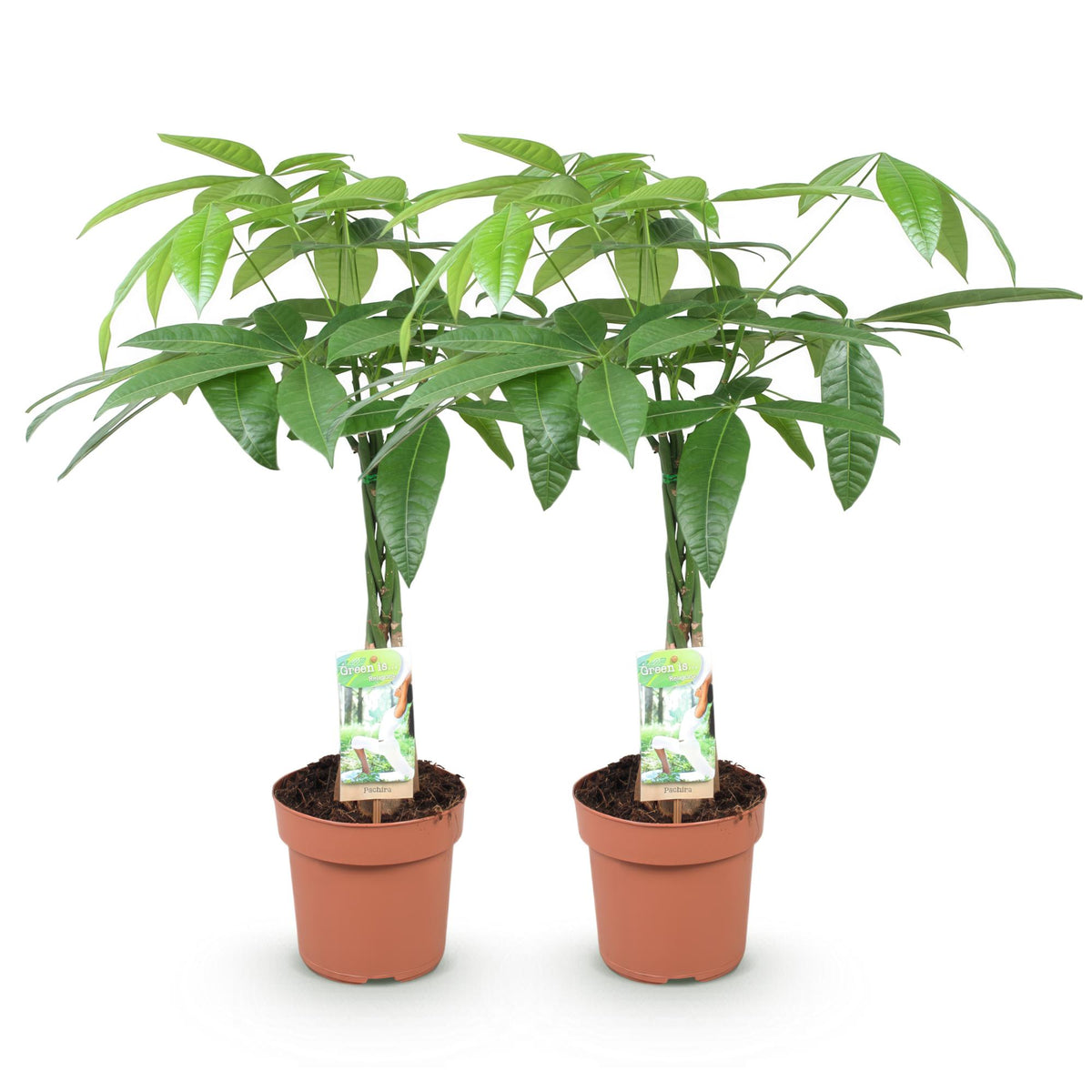 Green boutiQ - Zimmerpflanzen - Geflochtener Stamm Pachira Aquatica - Geldbaum - Wenig Pflege - Grün - 2 Pflanzen - Topf 17cm - Höhe 60-70cm 