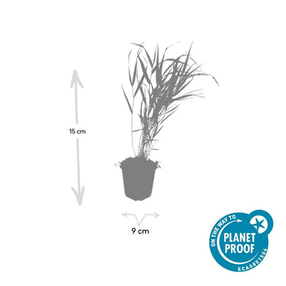 Japan-Zwergschilf Hakonechloa macra – ↕10-25cm – Ø9cm – 6 Pflanzen – Elegantes, winterhartes Ziergras für schattige Gärten – Bodendecker & Gartendekoration 