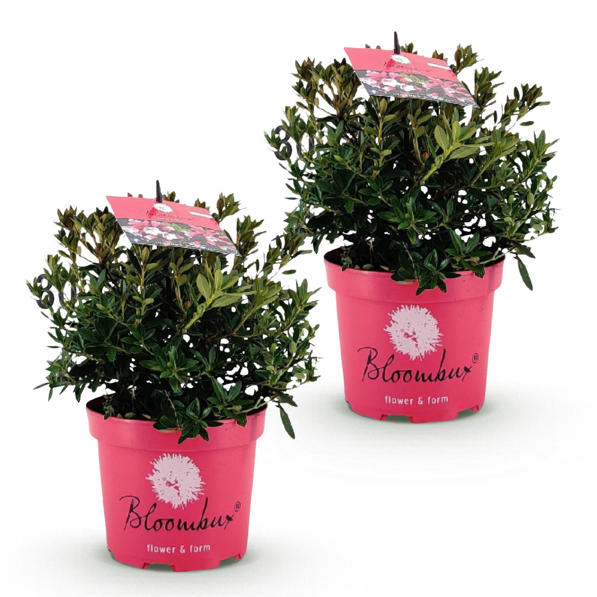Green boutiQ - Zwergrhododendron - Rhododendron Bloombux Magenta - Blühender Buxus - Wenig Pflege - Rosa Blüte - 2 Pflanzen - Topf 17cm - Höhe 30-40cm 