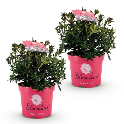 Green boutiQ - Zwergrhododendron - Rhododendron Bloombux Magenta - Blühender Buxus - Wenig Pflege - Rosa Blüte - 2 Pflanzen - Topf 17cm - Höhe 30-40cm 
