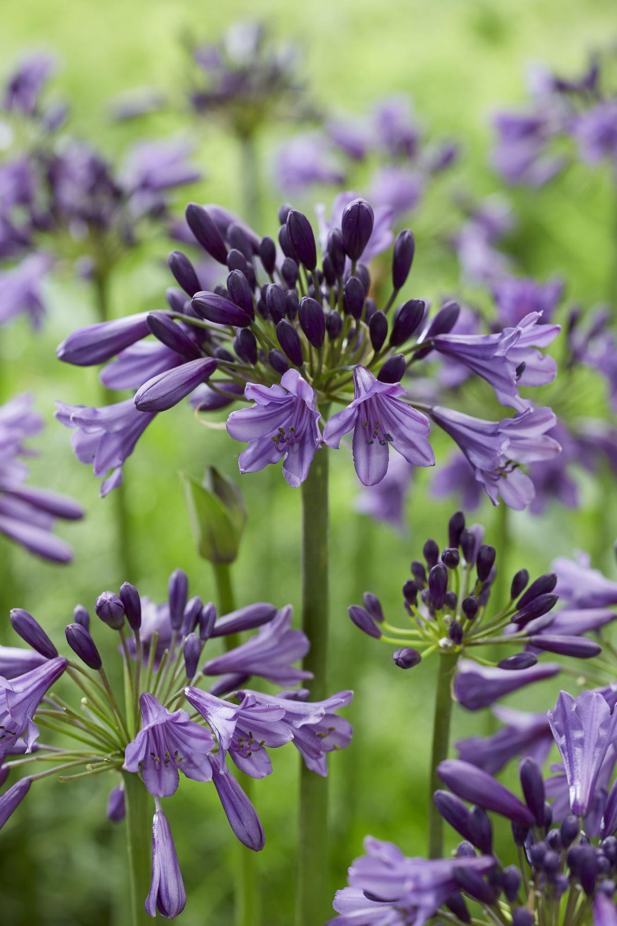 Schmuck-Lilie - Agapanthus 'Poppin Purple' - Ø19cm - ↕30cm 