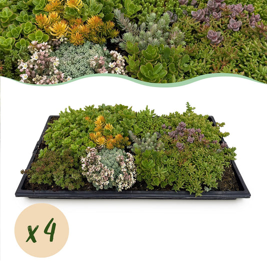 GreenboutiQ - Bodendecker - Winterhart - Sedummatte - Besteht aus 10 Sorten - X4 - Wenig Pflege - Länge 50cm Breite 30cm 