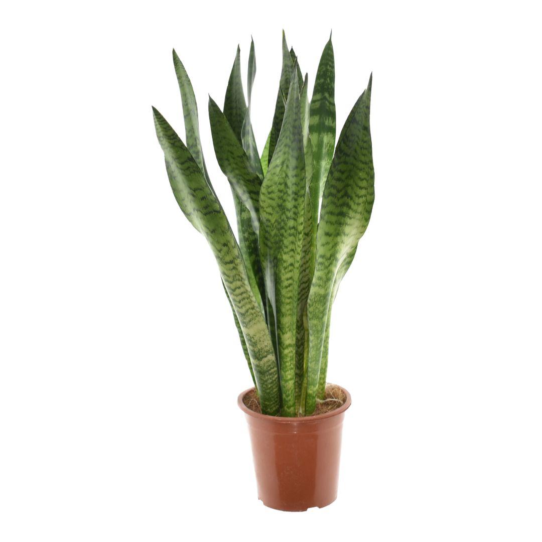 Bogenhanf – Sansevieria Zeylanica – Zimmerpflanze – Ø17cm – ↕75cm – Pflegeleichte Luftreiniger-Pflanze – Für Schlafzimmer, Wohnzimmer & Büro 