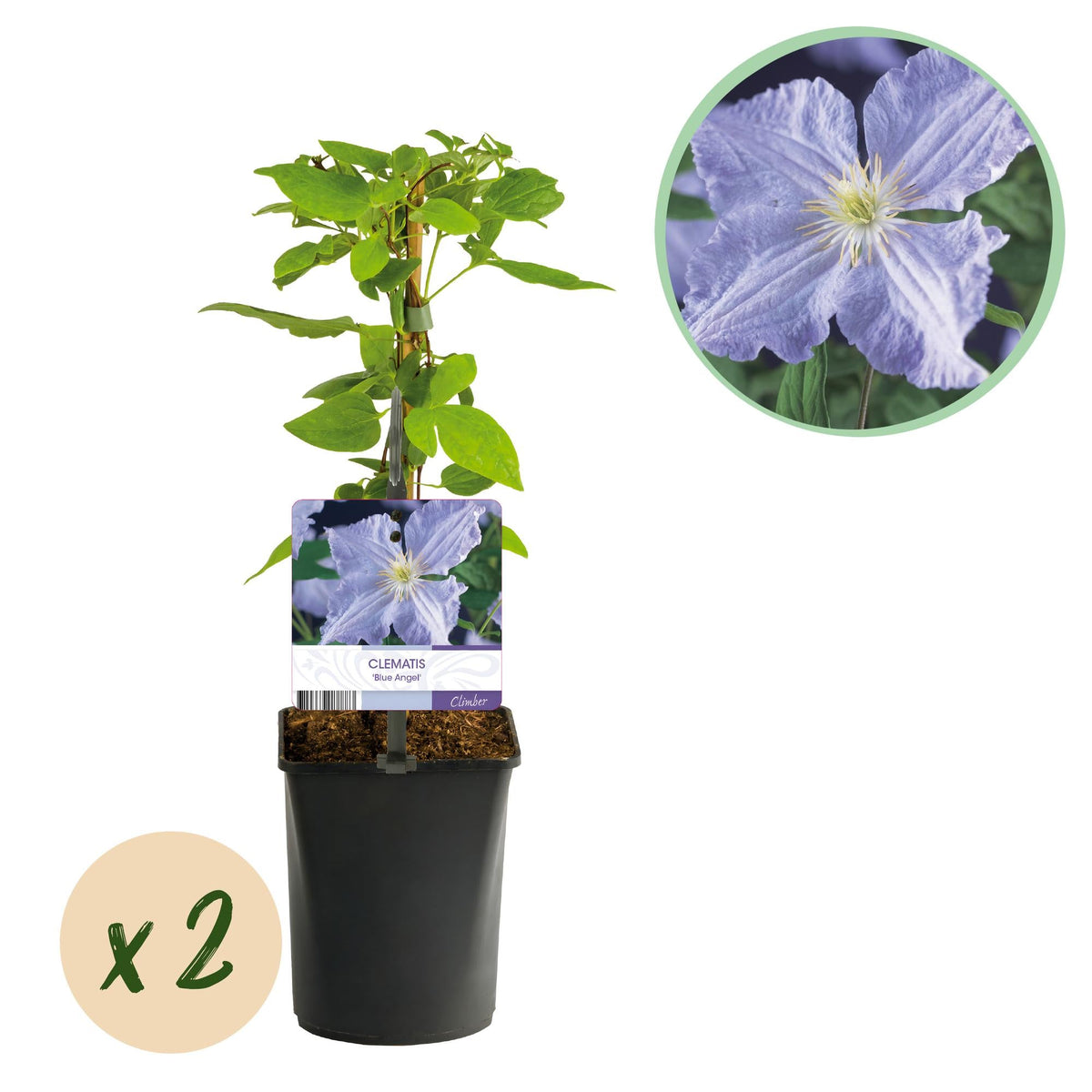 Clematis 'Blue Angel' – 2er Set – Kletterpflanze mit hellblauen Blüten – Ø11 cm – Höhe ca. 40 cm – Pflegeleicht – Blüht Frühling bis Sommer – Für Spaliere & Pergolen 