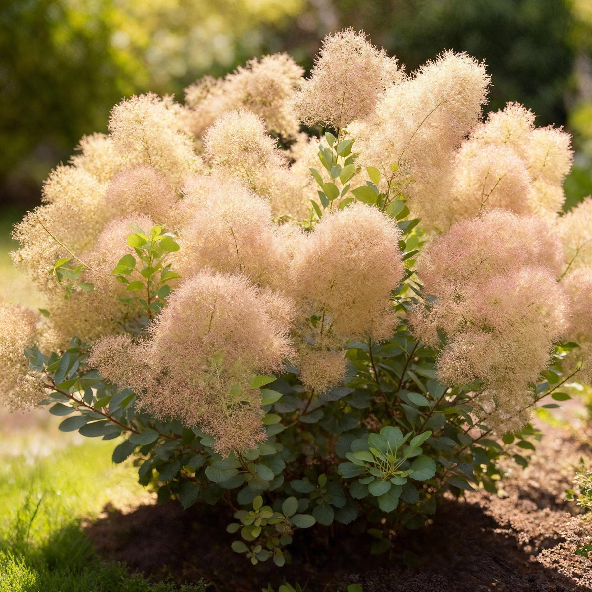 GreenboutiQ - Gartenpflanze - Cotinus coggyria Young Lady - Grün 1 Pflanze - Laubabwerfend - Wenig Pflege - Topf 12cm Höhe 35cm 