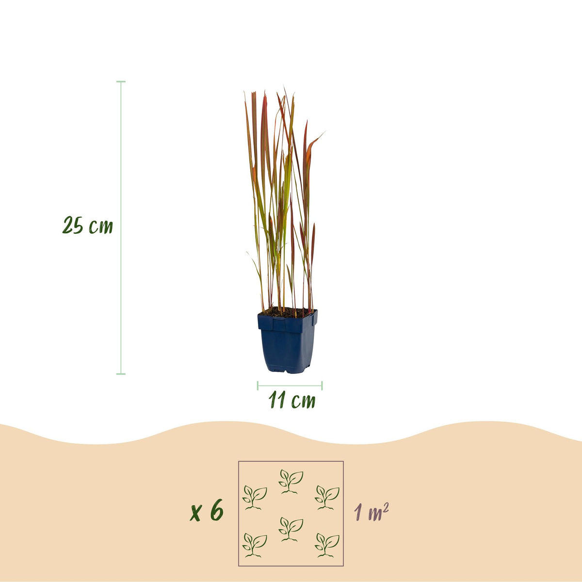 Blutgras 'Red Baron' – Imperata cylindrica 'Red Baron' – 6 Pflanzen – Topf Ø11cm – Staude für Garten & Balkon – Ansicht 3