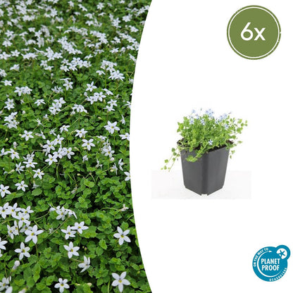 Weißer Bubikopf Isotoma fluviatilis 'Alba' – ↕10-25cm – Ø9cm – 6 Pflanzen – Bodendecker, Winterhart, Pflegeleicht, Weiße Blüten, Halbschatten geeignet 