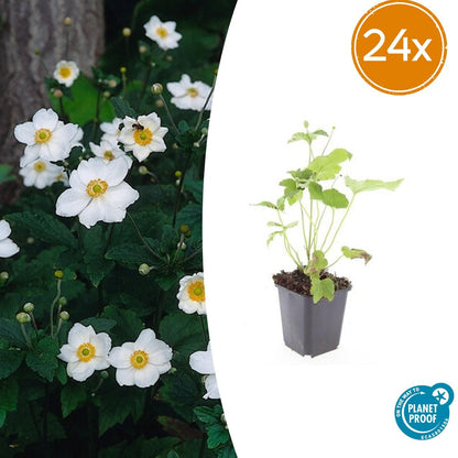 Japan – Herbst – Anemone hyb. 'Honorine Jobert' – ↕10-25cm – Ø9cm – Herbstblüher – Pflegeleicht – Ansicht 14