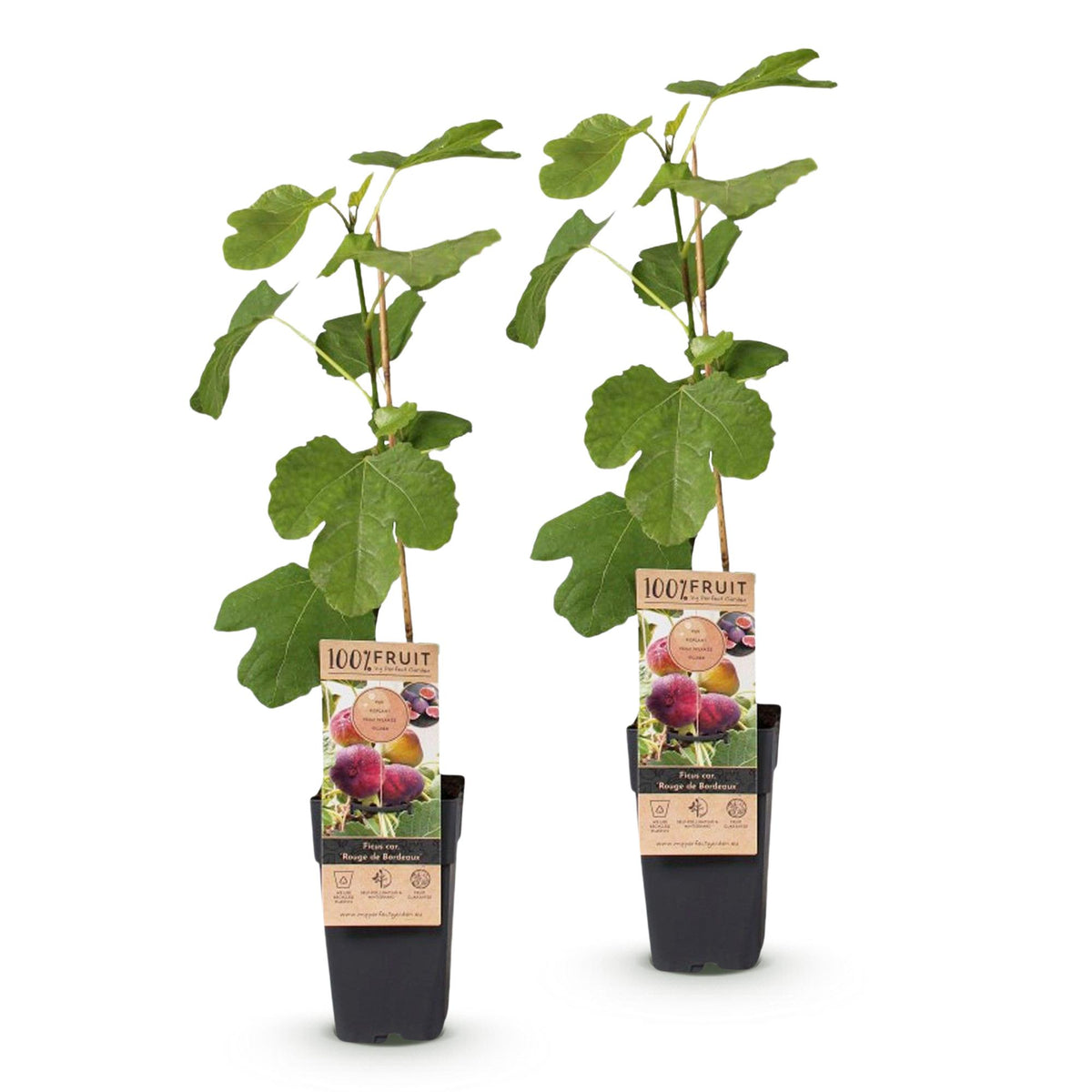 Green boutiQ - Fruit Plant - Ficus carica Rouge de Bordeaux - Fig Tree - Winter Hardy - Purple Fruit - 2 Plants - Pot 15cm - Height 50cm 