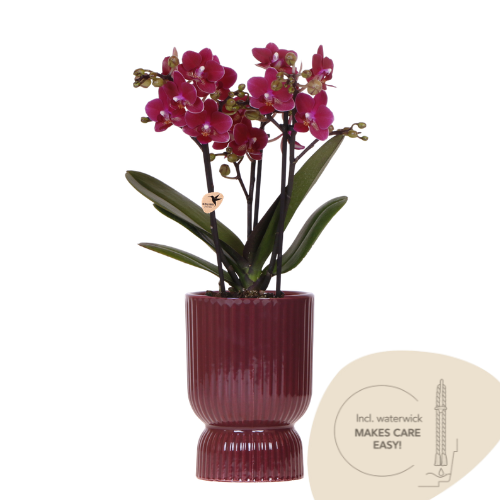 Orchidee violett mit rotem Diabolo Übertopf Ø9cm blühende Zimmerpflanze frisch vom Züchter inklusive Gießdocht dekorative Phalaenopsis für Wohnzimmer Büro Geschenkidee 