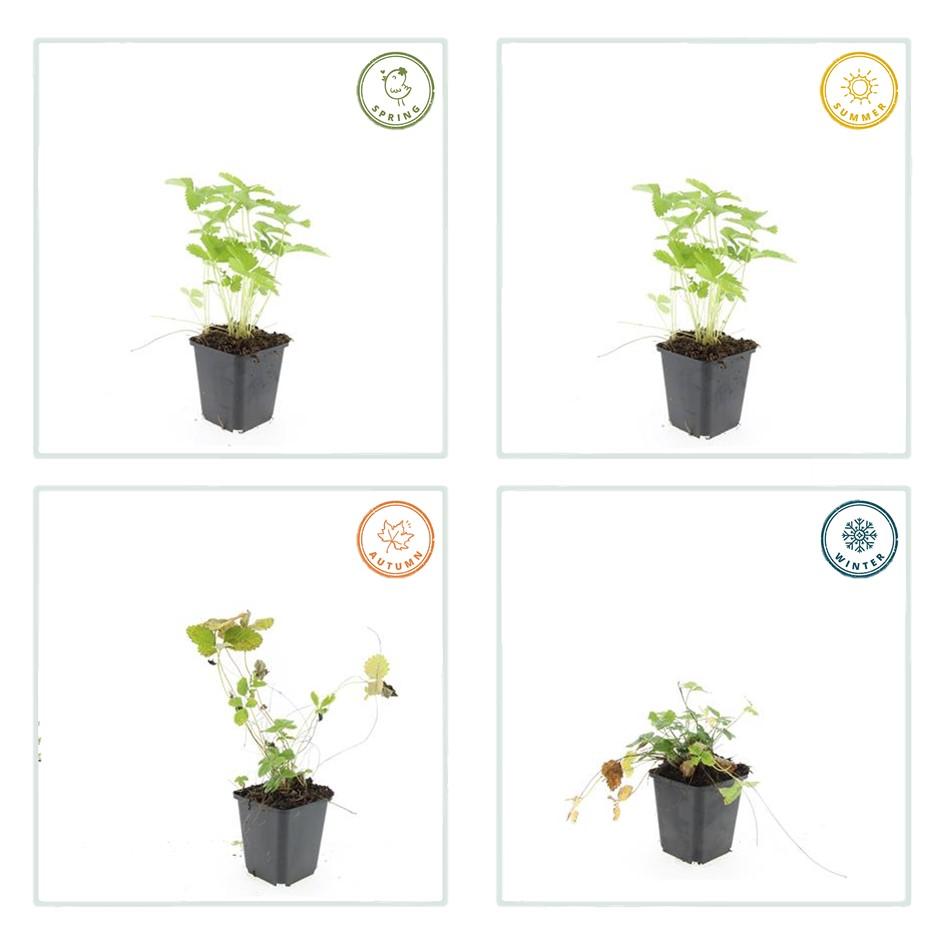 Wald-Erdbeere – Fragaria vesca – ↑10-25cm – Ø9cm – 6 Pflanzen – Bodendecker & Früchte, pflegeleicht, süße essbare Beeren 