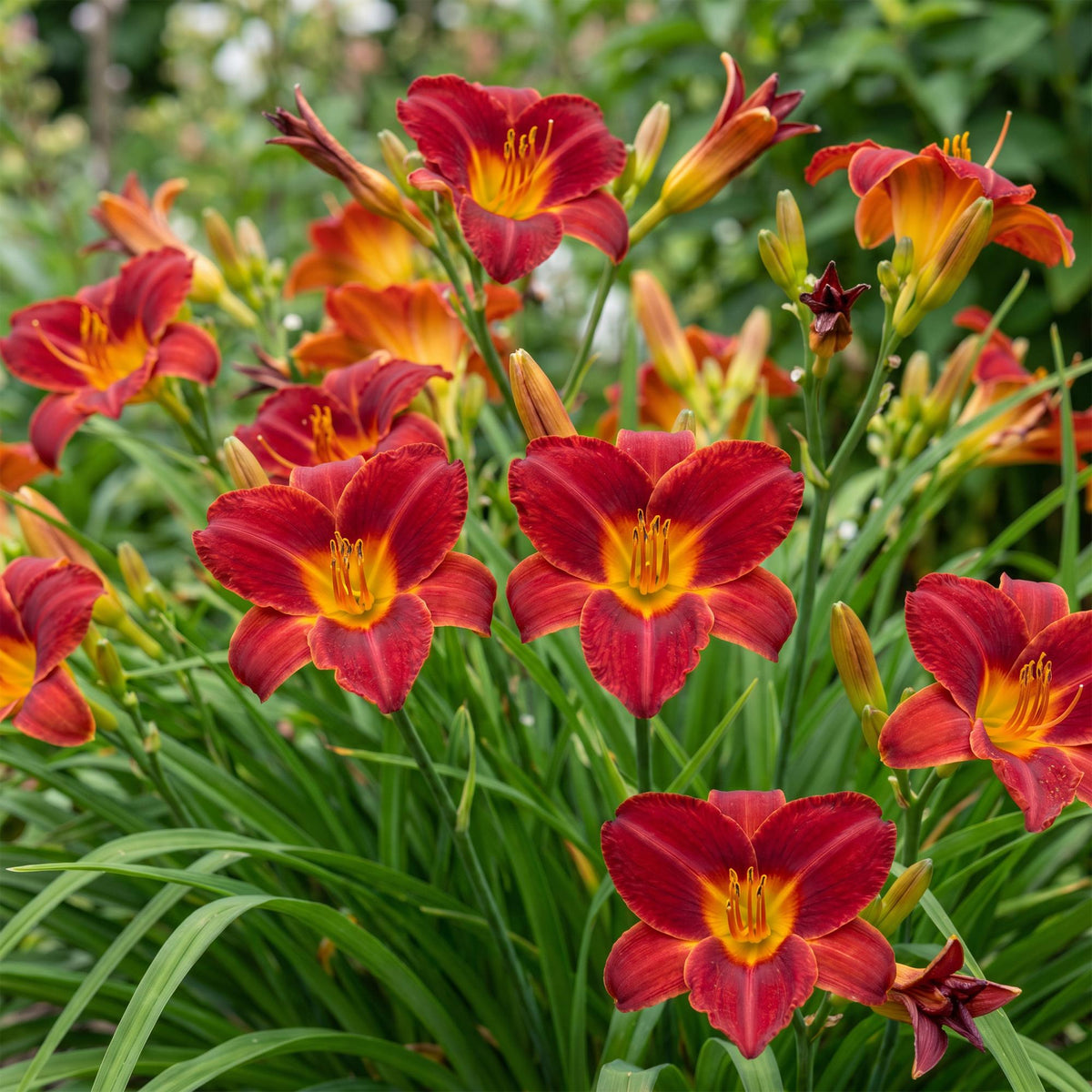 Taglilie 'Autumn Red' – Hemerocallis 'Autumn Red' – Topf Ø11cm – Bienenfreundliche Staude für Garten & Balkon – Ansicht 5
