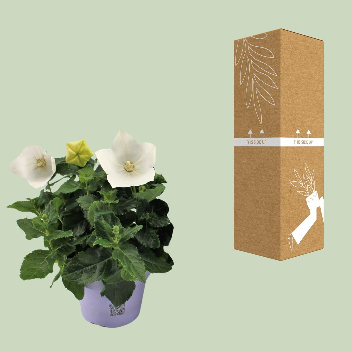 Ballonblume – Platycodon White – Zimmerpflanze – Ø12cm – ↕22cm – Weiße Blüte mit ballonförmiger Knospe – Pflegeleicht & dekorativ – Für Innen- & Außenbereiche 