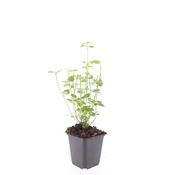 Asiatische Duftnessel Agastache 'Black Adder' – 6 Pflanzen – Staude mit dunkelvioletten Blüten – Ø9cm – Blütezeit Sommer bis Herbst – Bienenfreundlich & pflegeleicht 