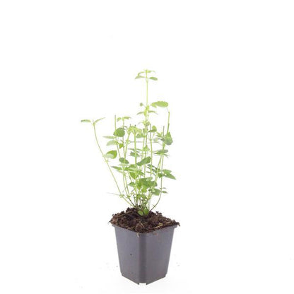 Asiatische Duftnessel Agastache 'Black Adder' – 6 Pflanzen – Staude mit dunkelvioletten Blüten – Ø9cm – Blütezeit Sommer bis Herbst – Bienenfreundlich & pflegeleicht 