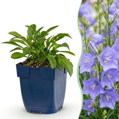 Pfirsichblättrige Glockenblume – Campanula persicifolia – 6 Pflanzen – Topf Ø11cm – Ansicht 2